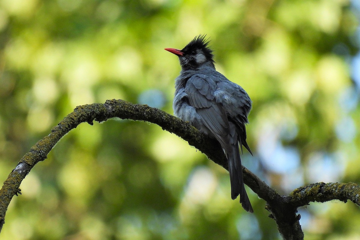 Black Bulbul - ML646748892