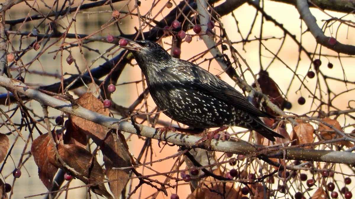 Spotless Starling - ML646748894