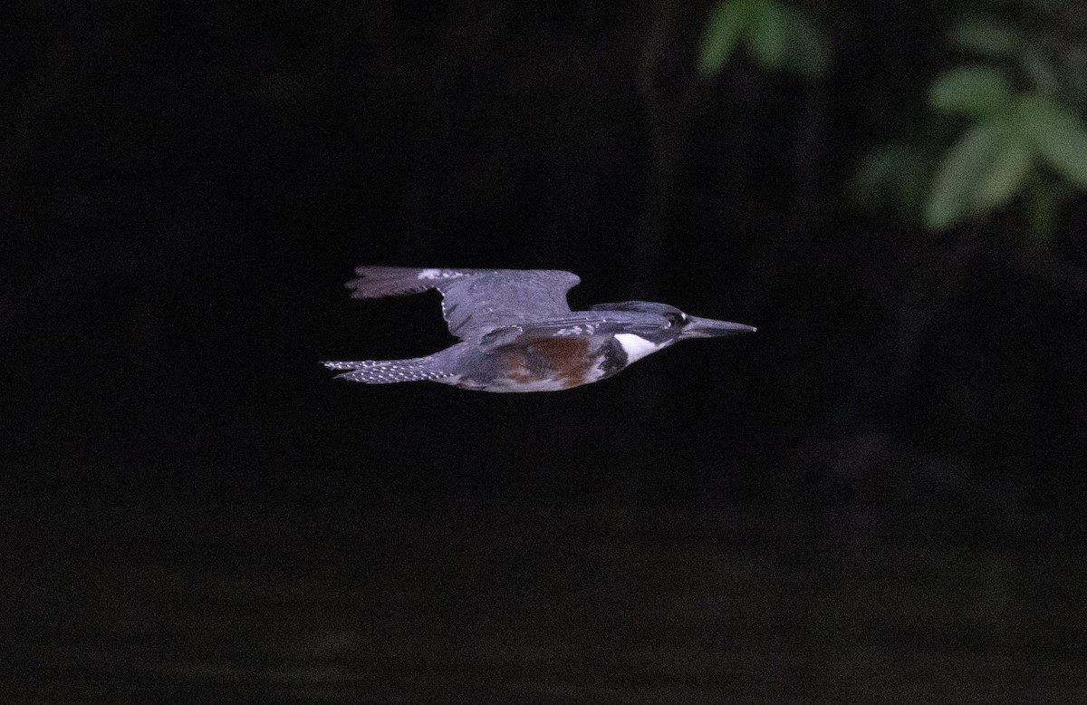 Amazon Kingfisher - ML646748896