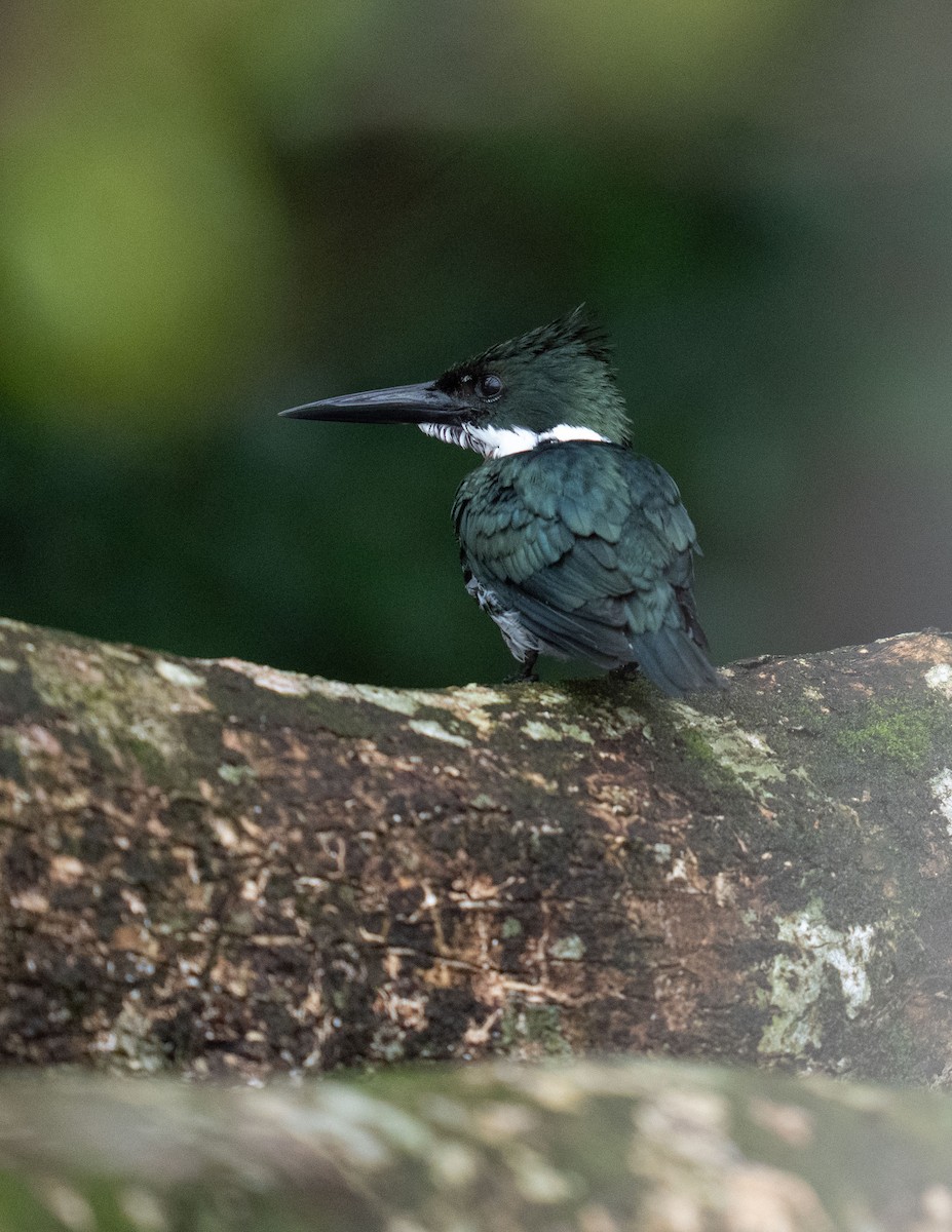 Amazon Kingfisher - ML646748897
