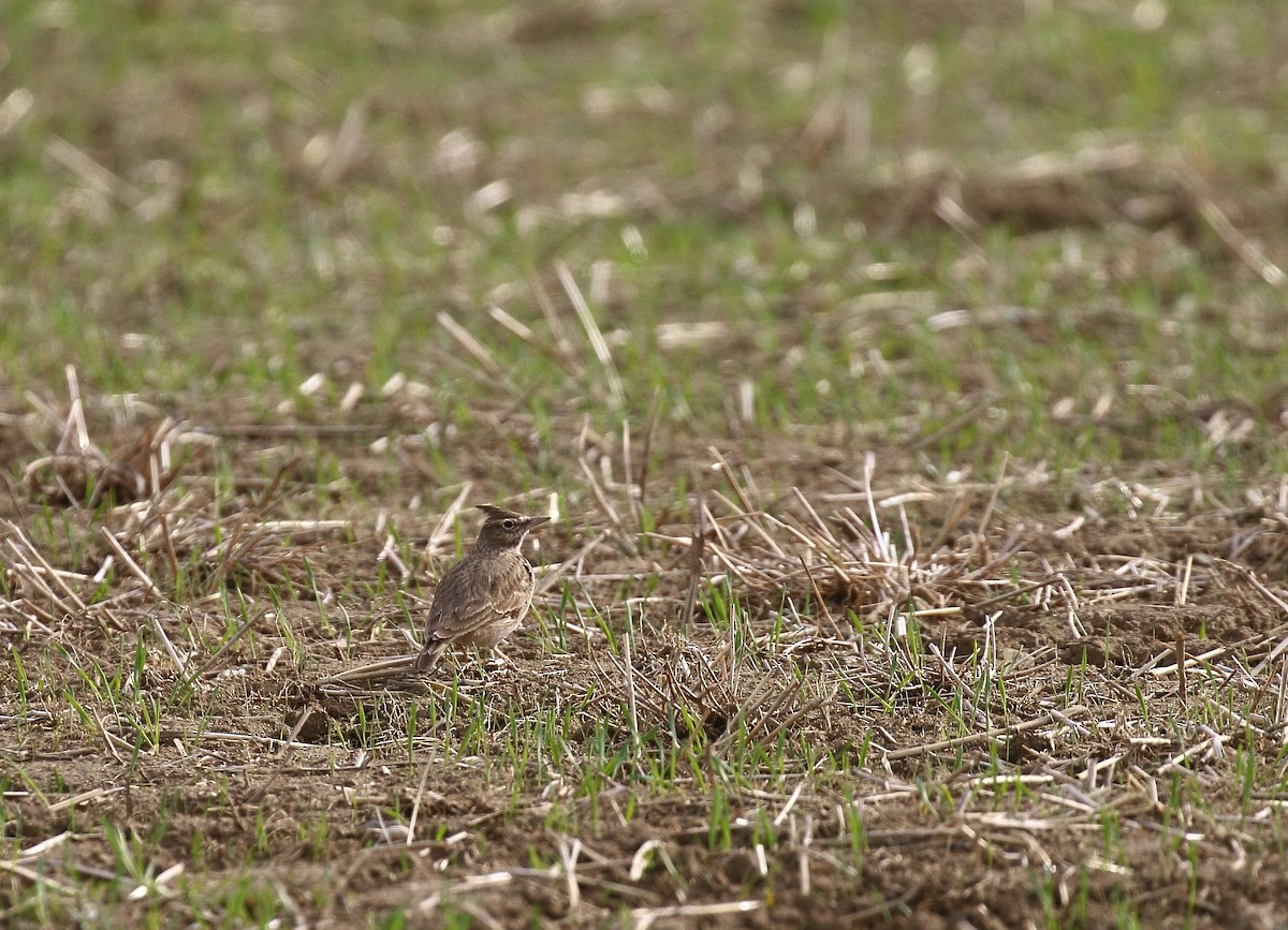 Crested Lark - ML646748901