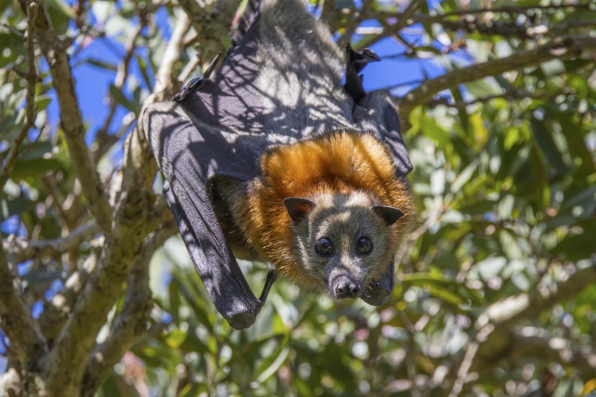 Grey-headed Flying-fox - ML646748909