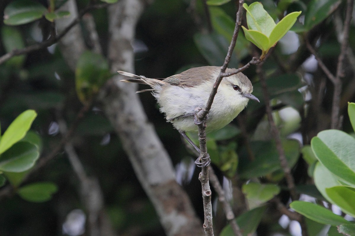 Chatham Islands Gerygone - Stephen Gast