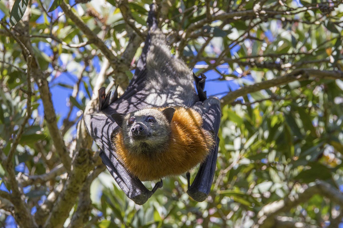 Grey-headed Flying-fox - ML646748910