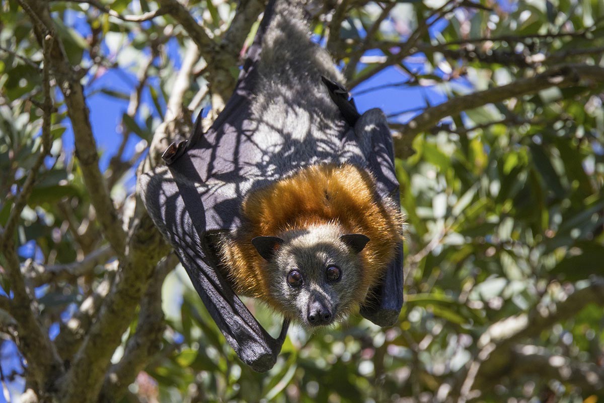 Grey-headed Flying-fox - ML646748911