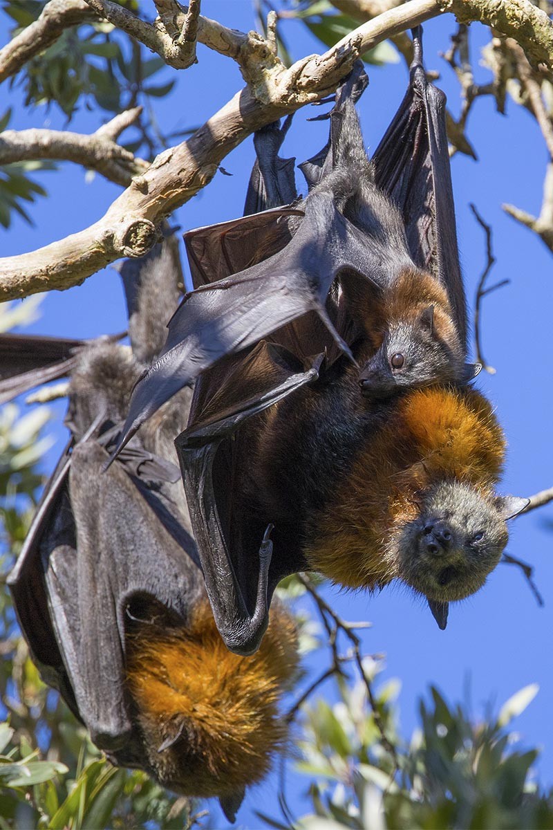 Grey-headed Flying-fox - ML646748912