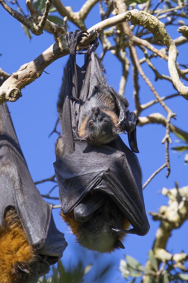 Grey-headed Flying-fox - ML646748913