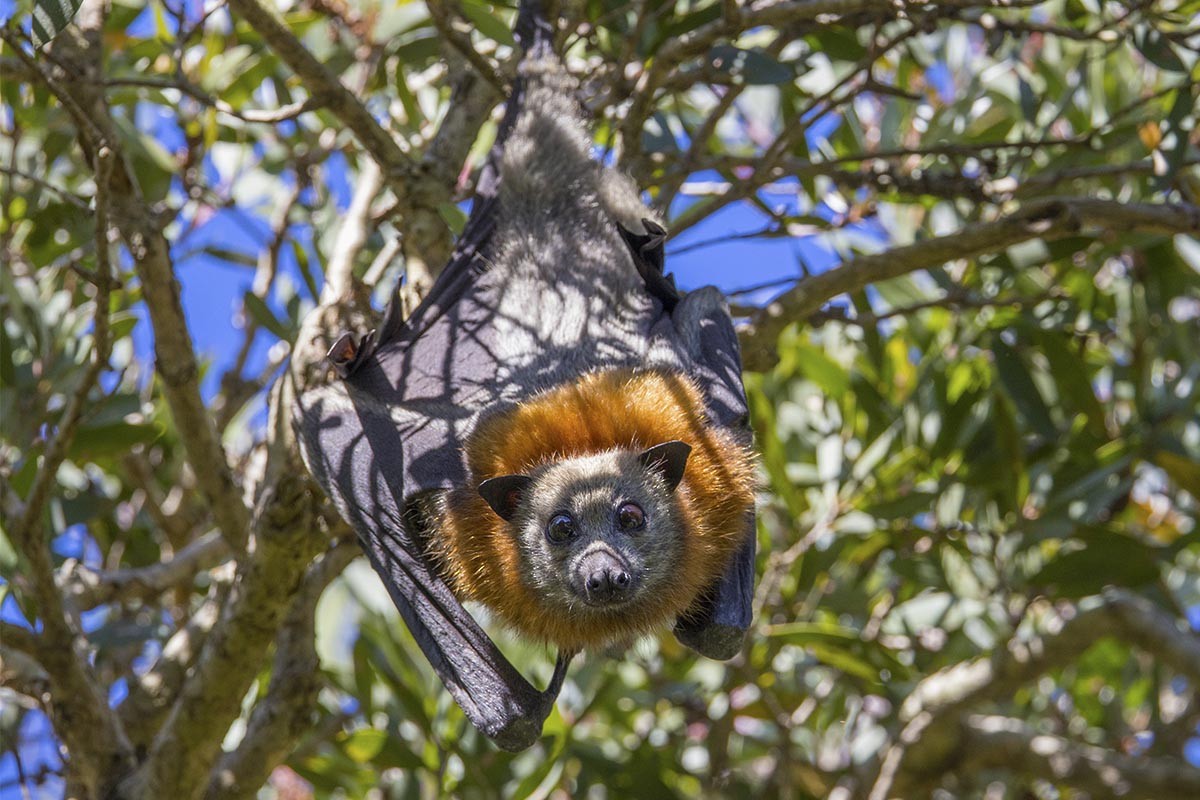 Grey-headed Flying-fox - ML646748914