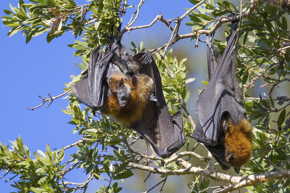 Grey-headed Flying-fox - ML646748915