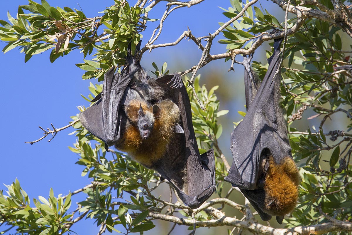 Grey-headed Flying-fox - ML646748916