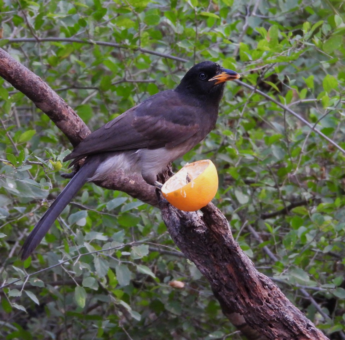Brown Jay - ML646748917