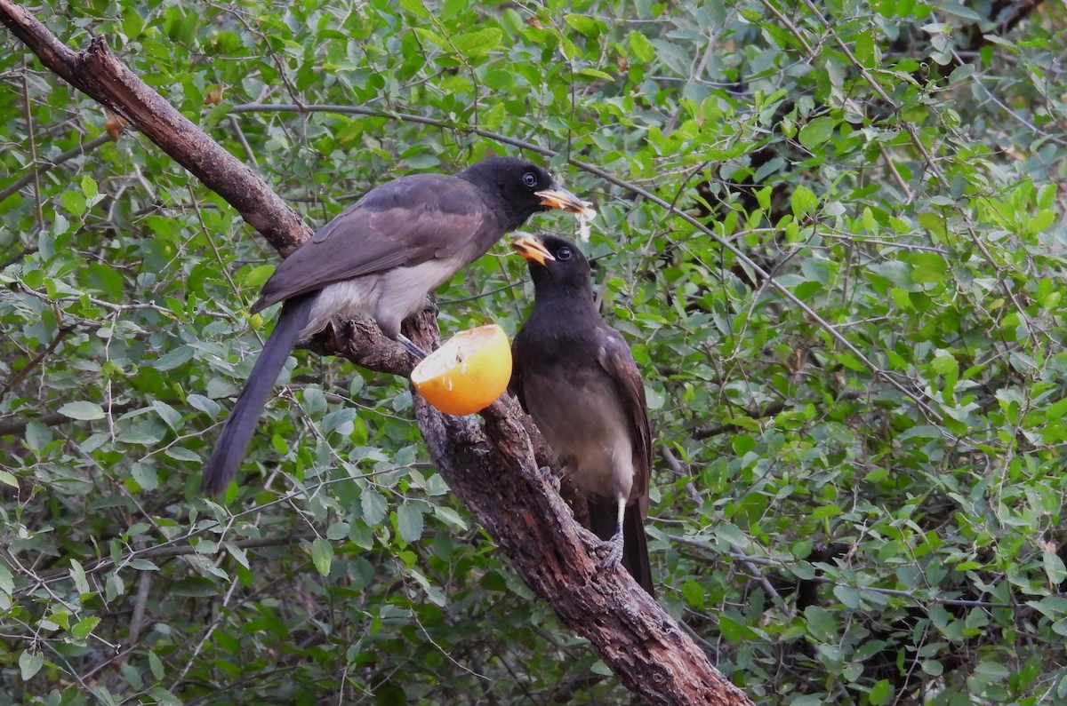 Brown Jay - ML646748918
