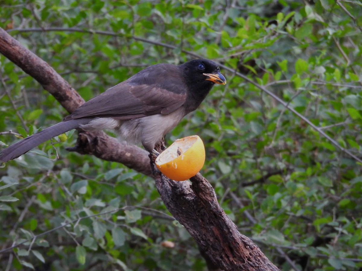 Brown Jay - ML646748919
