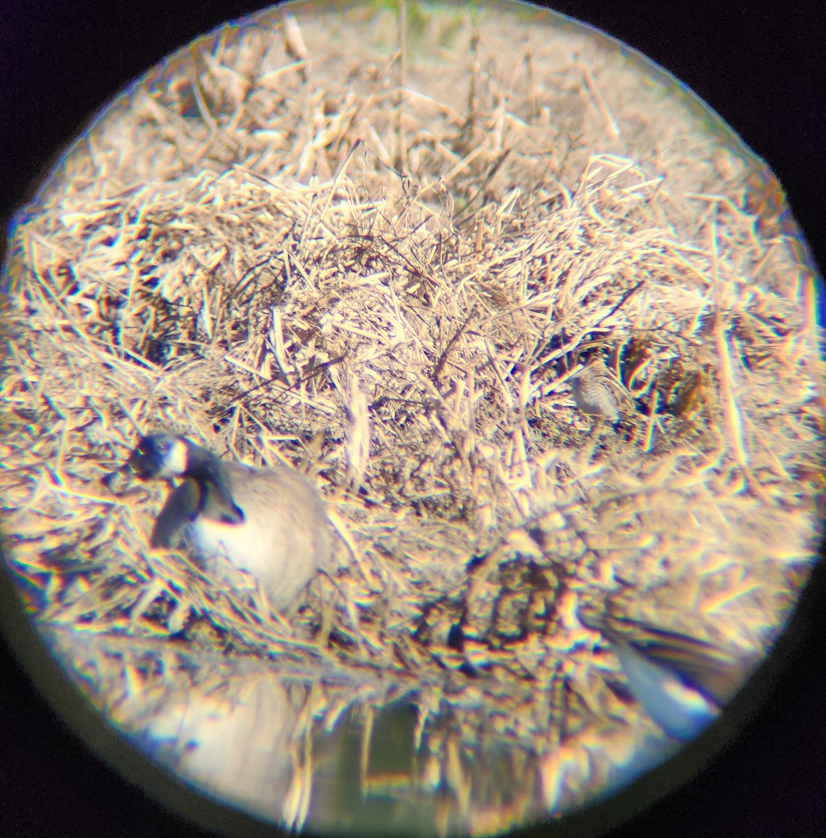Wilson's Snipe - ML646748920