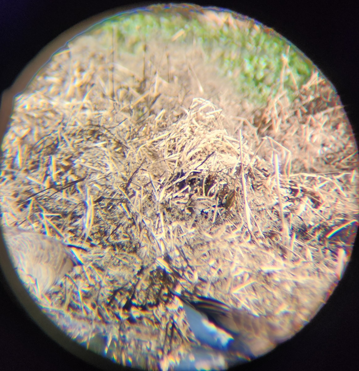 Wilson's Snipe - ML646748921