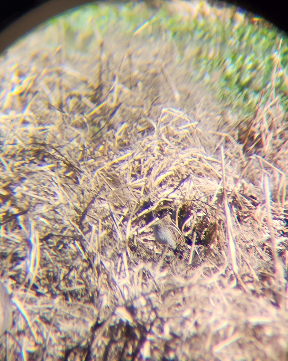 Wilson's Snipe - ML646748922