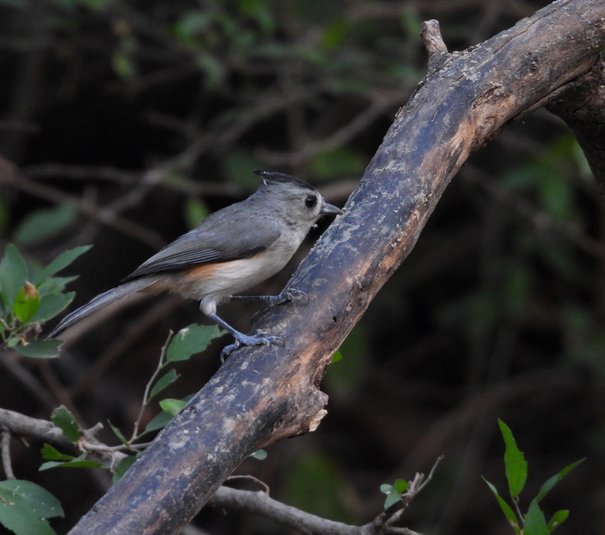 Black-crested Titmouse - ML646748925