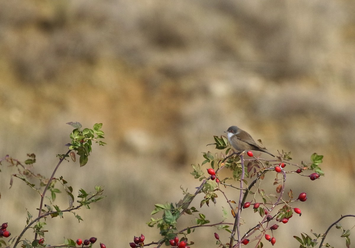 Sardinian Warbler - ML646748926