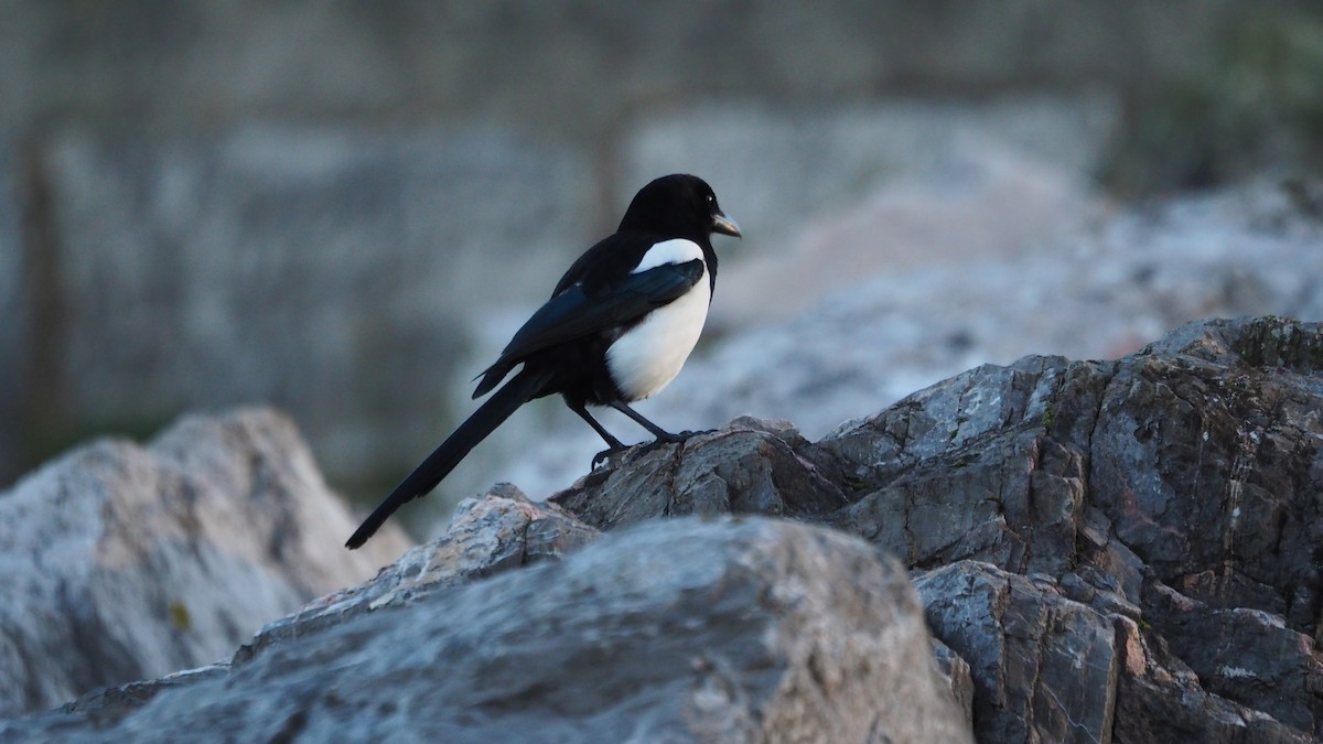 עקעק זנבתן - ML646748927