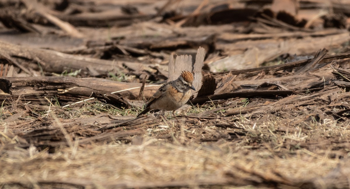 Blanford's Lark (Erlanger's) - ML646748931