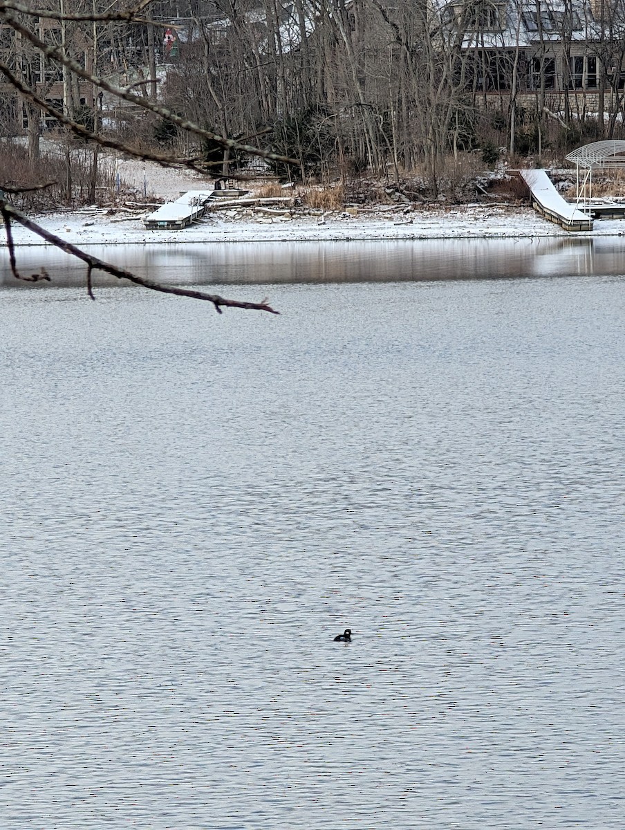 ヒメハジロ - ML646748932