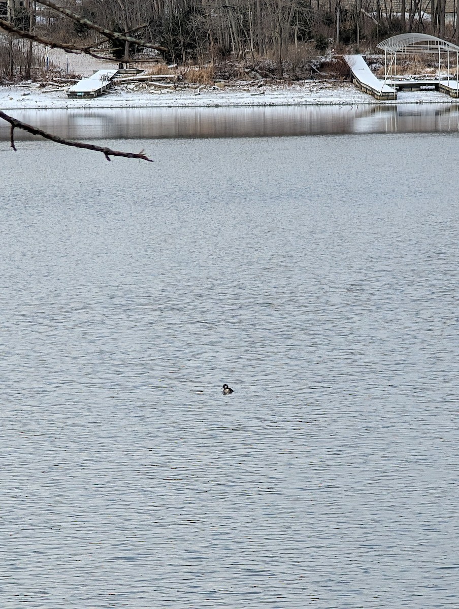 ヒメハジロ - ML646748933