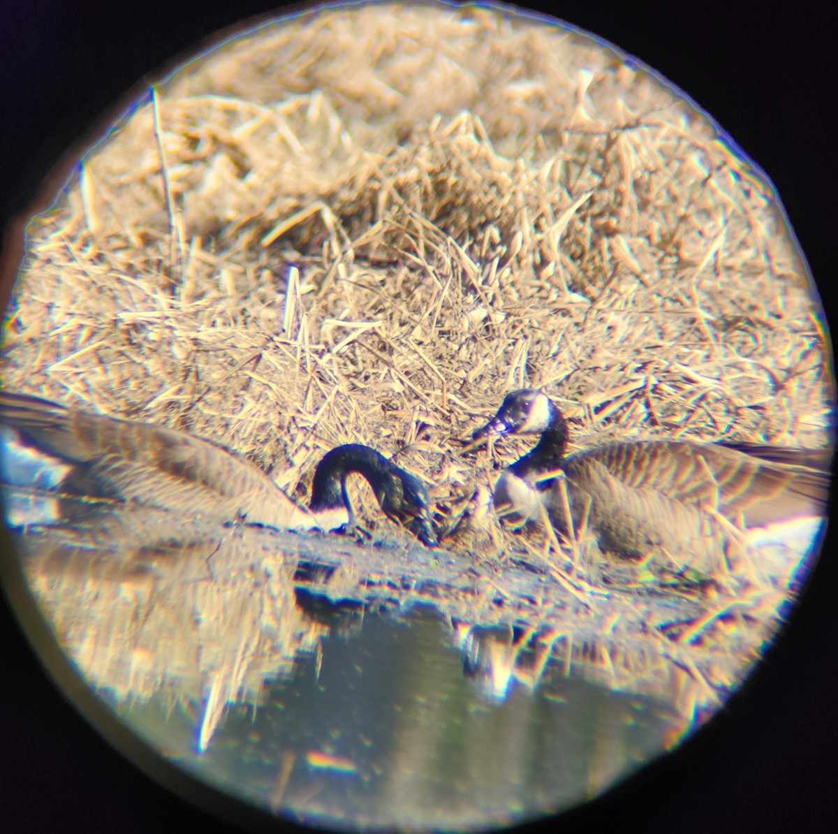 Oca canadese maggiore - ML646748934