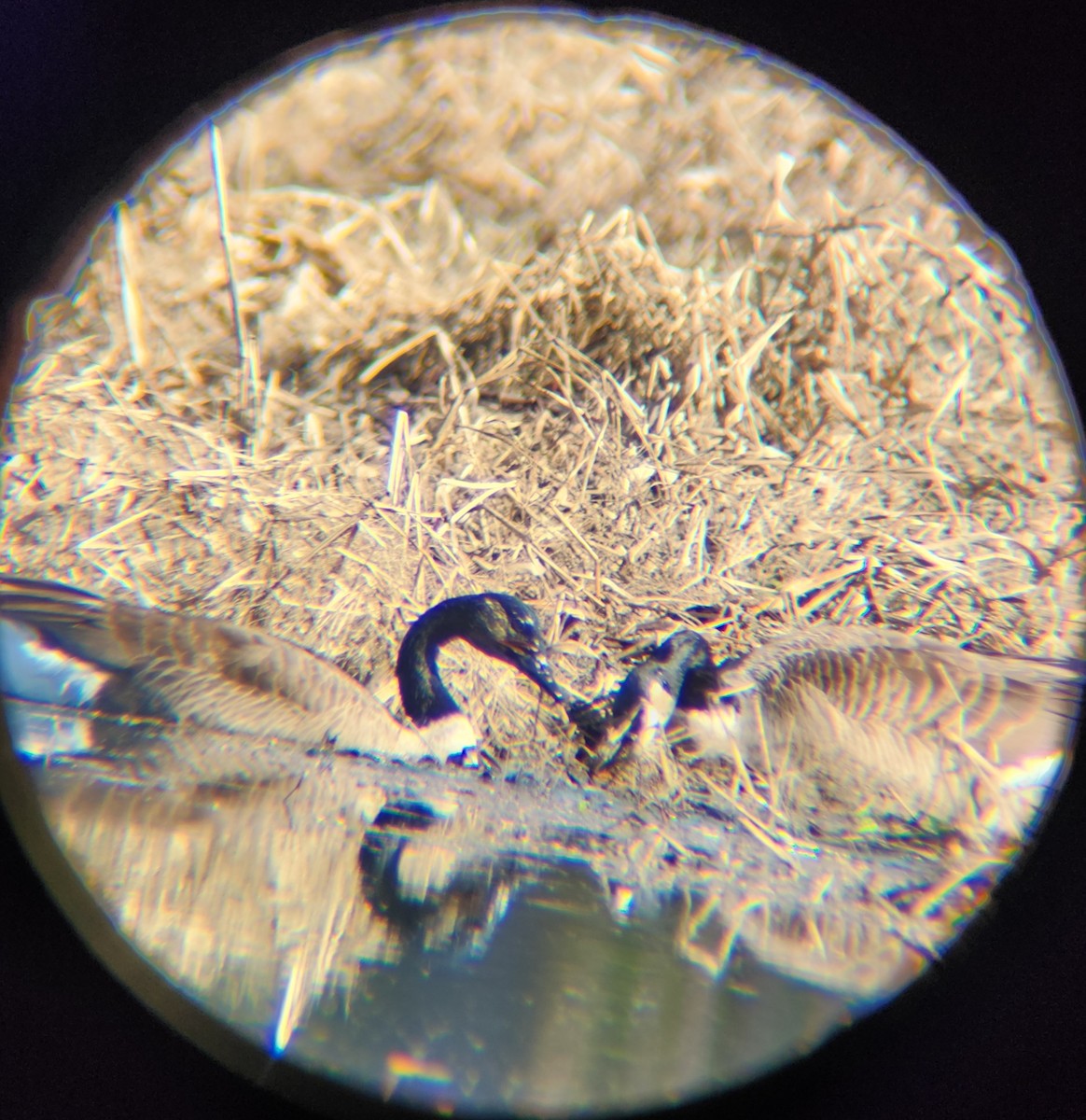 Oca canadese maggiore - ML646748935