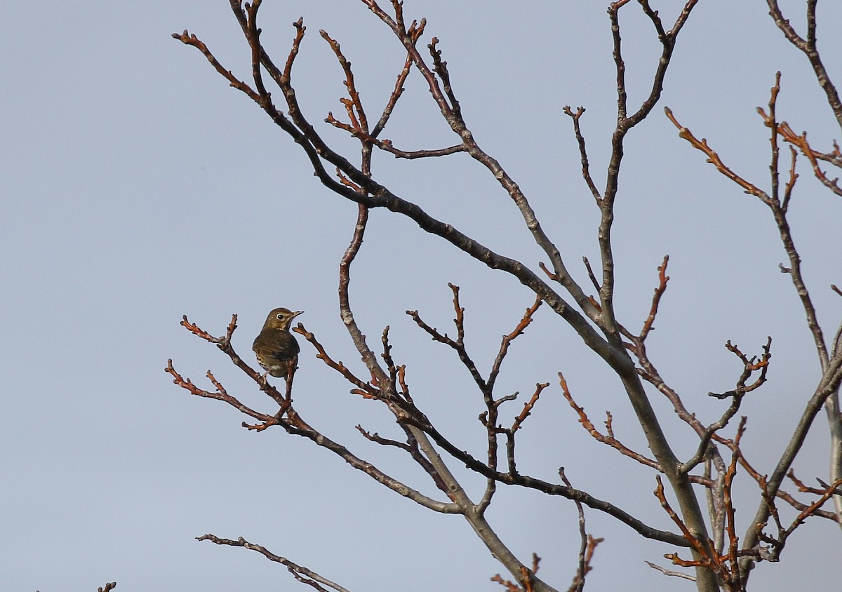 Song Thrush - ML646748936