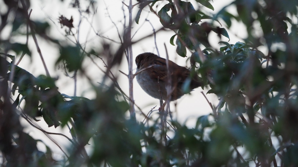 דרור הבית - ML646748937