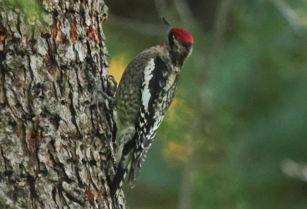Red-naped Sapsucker - ML646748938