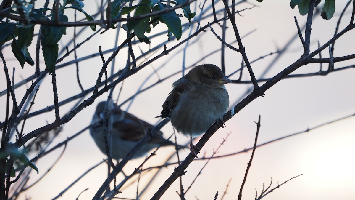 דרור הבית - ML646748940