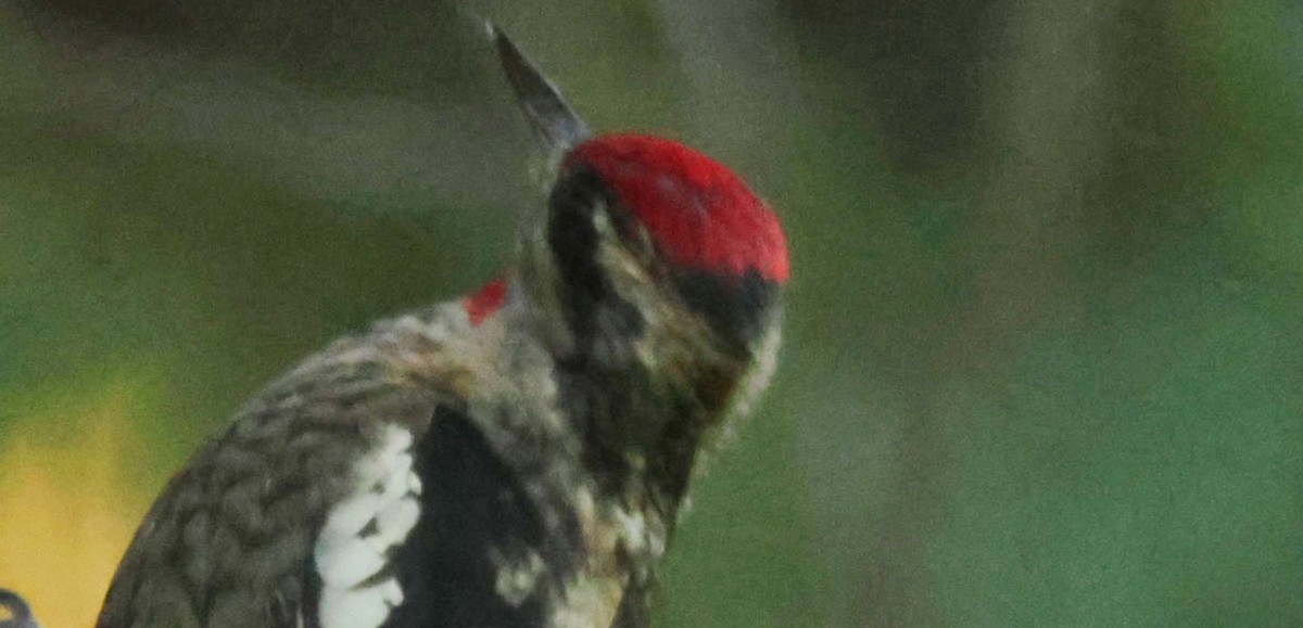 Red-naped Sapsucker - ML646748941