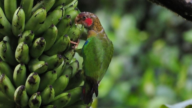 Lorito Carirrosado - ML646748942