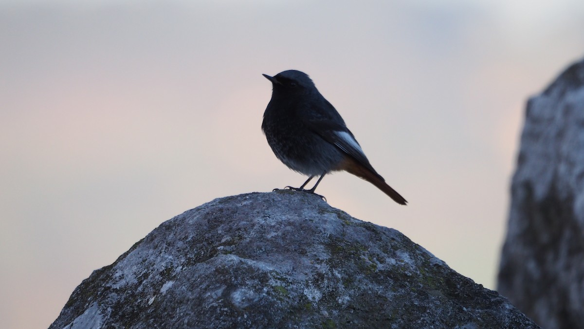 חכלילית סלעים - ML646748943