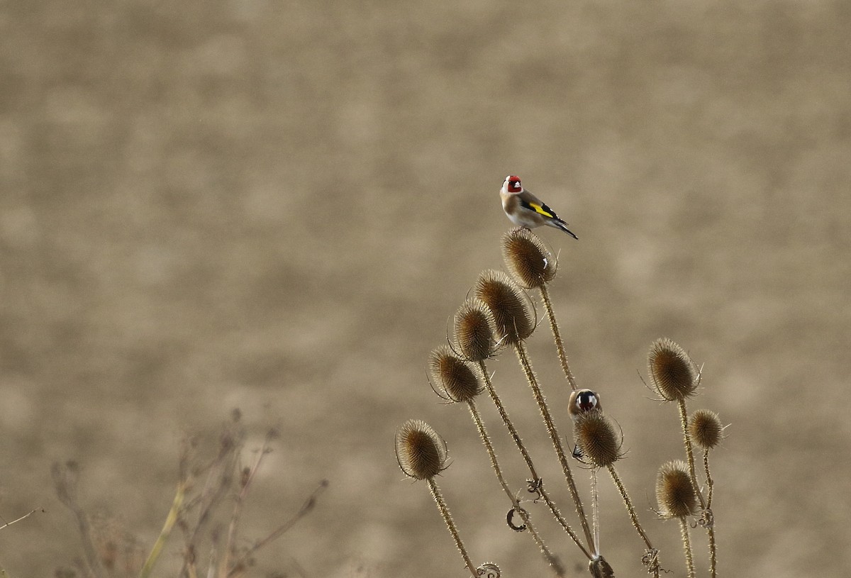 European Goldfinch - ML646748946