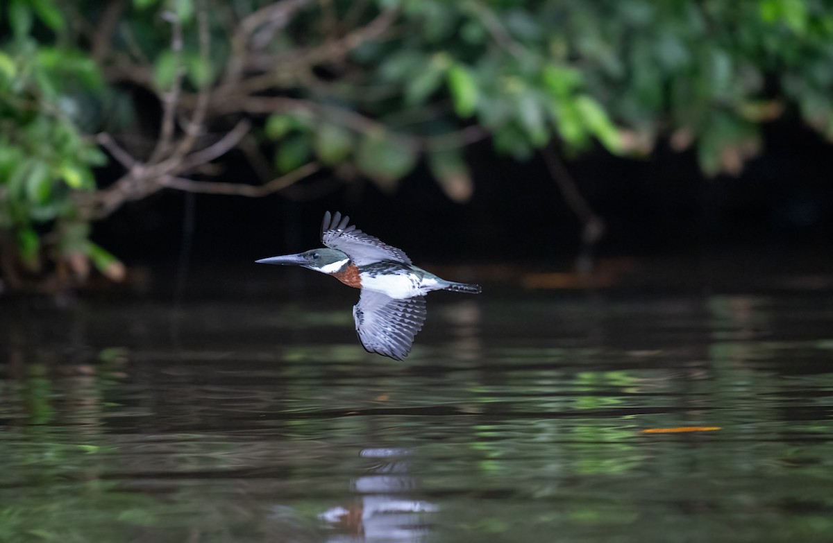 Green Kingfisher - ML646748958