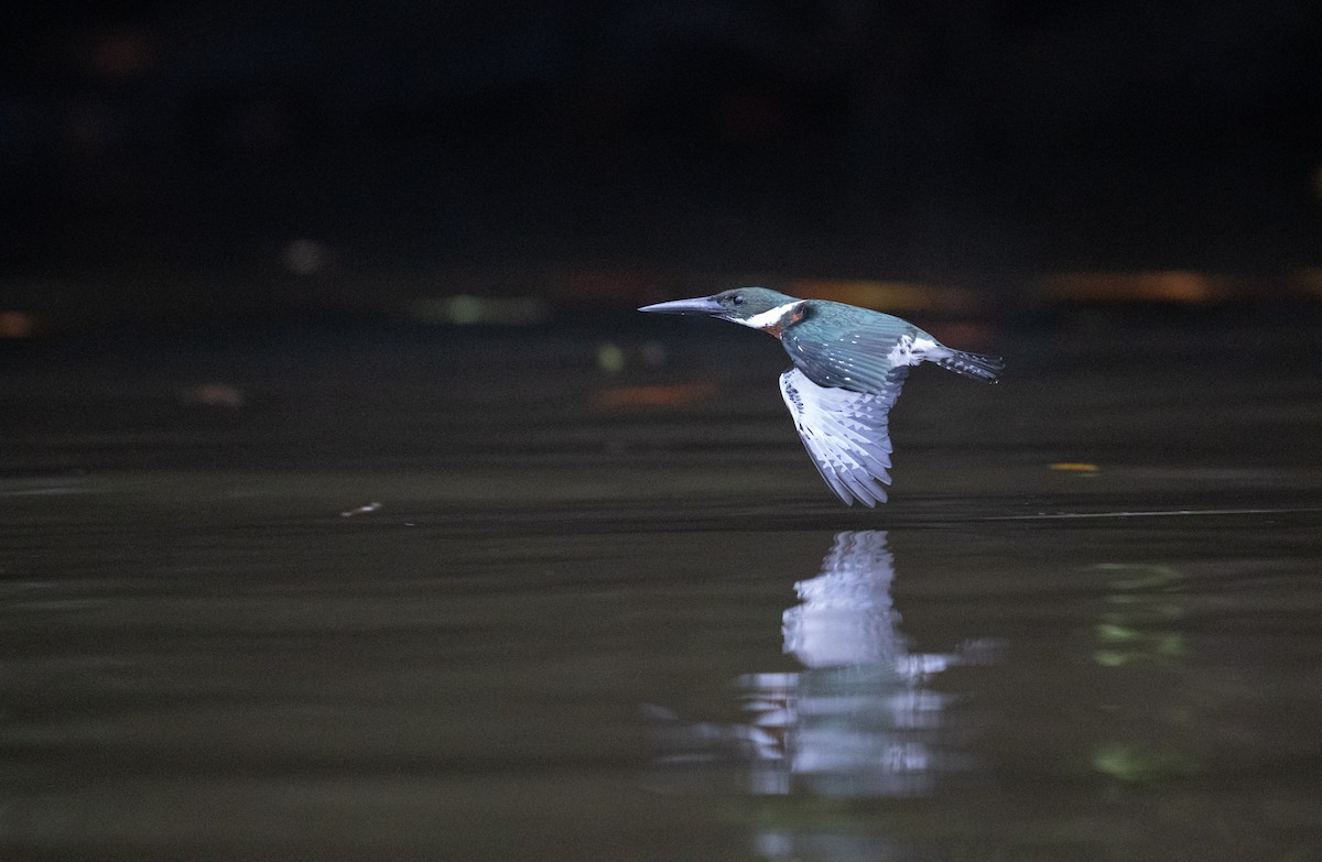 Green Kingfisher - ML646748959