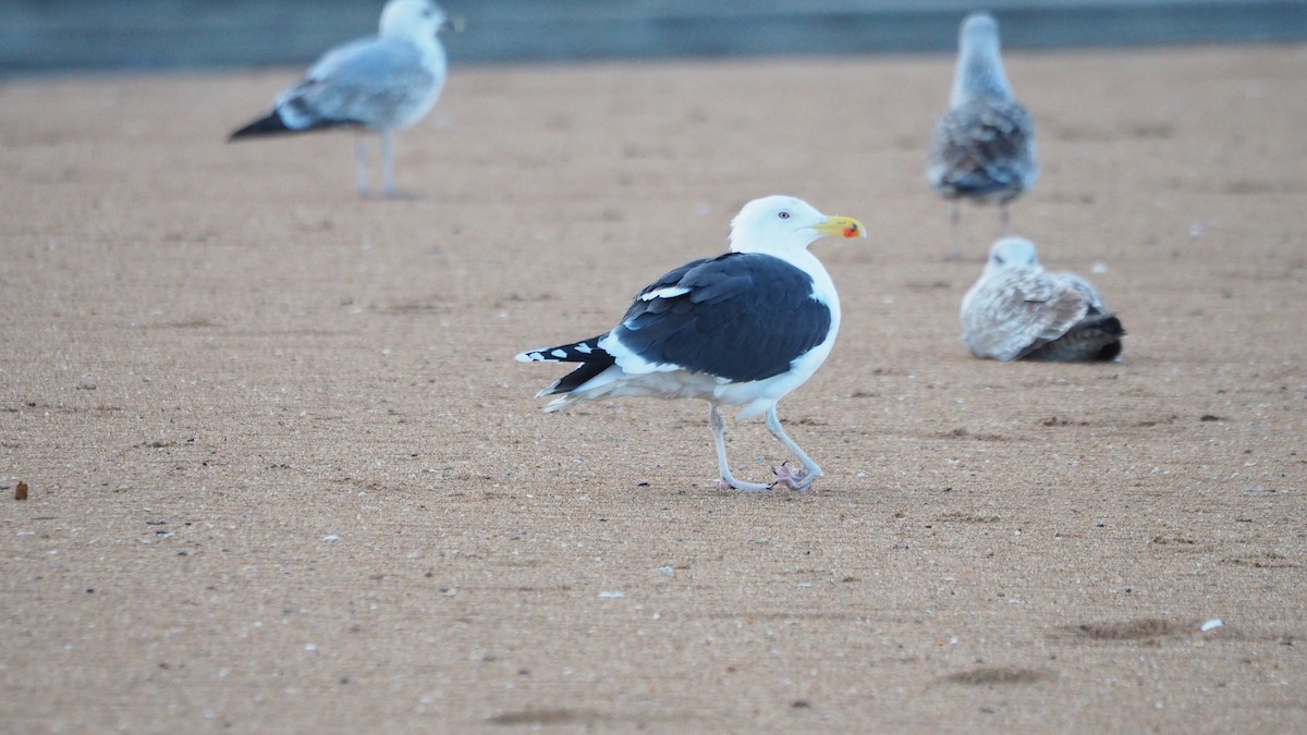 שחף ימי - ML646748960