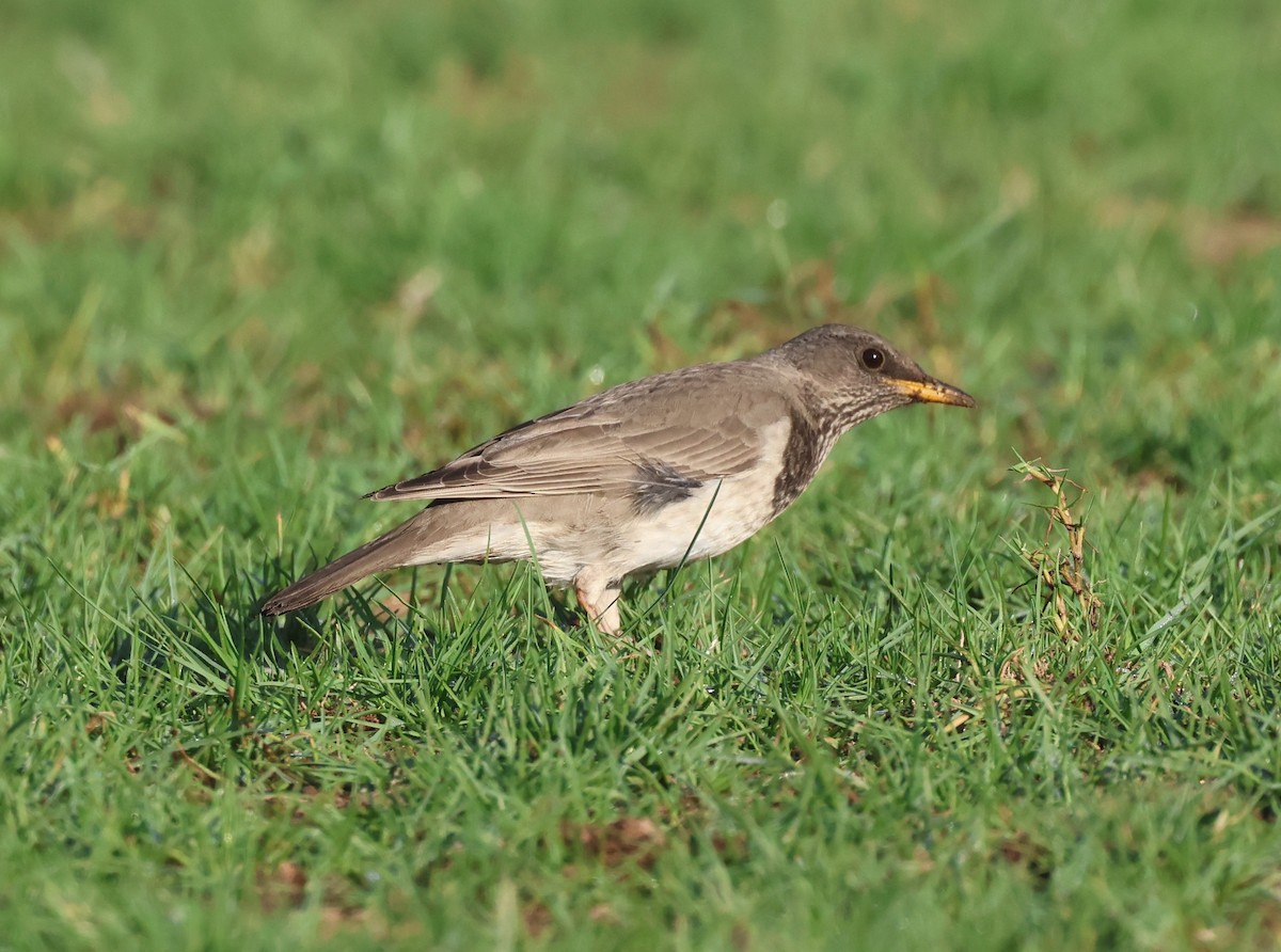 Birigarro paparbeltza - ML646748963