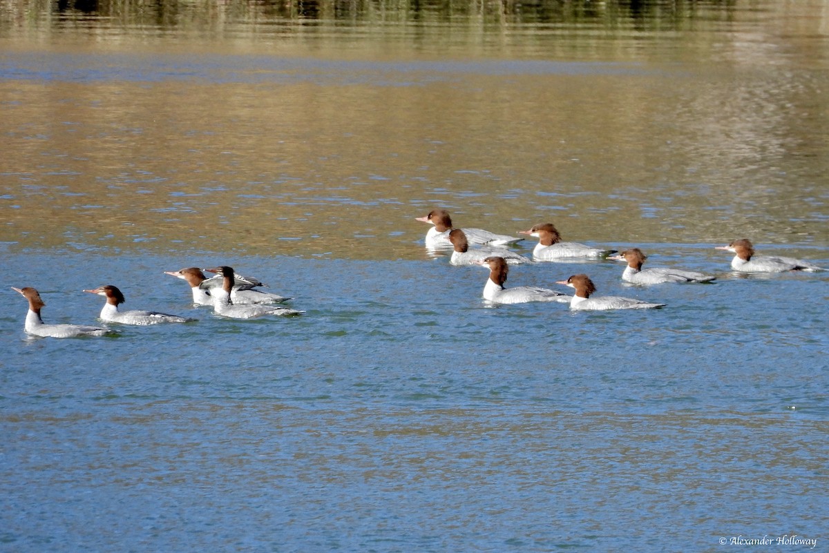 Gänsesäger - ML646748966