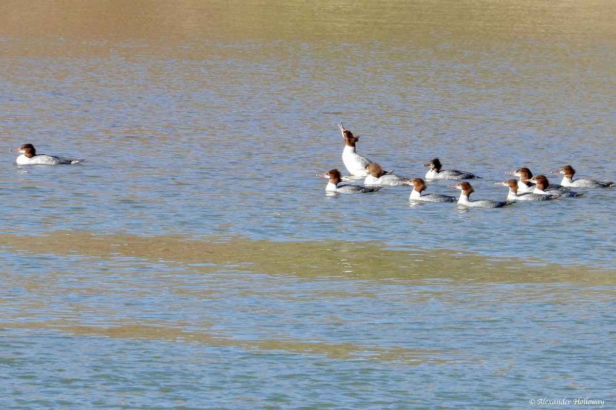 Gänsesäger - ML646748967