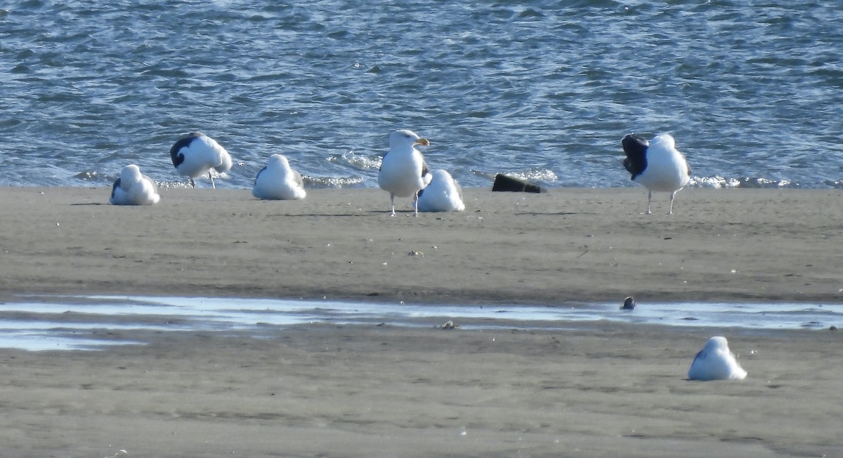 Great Black-backed Gull - ML646748973