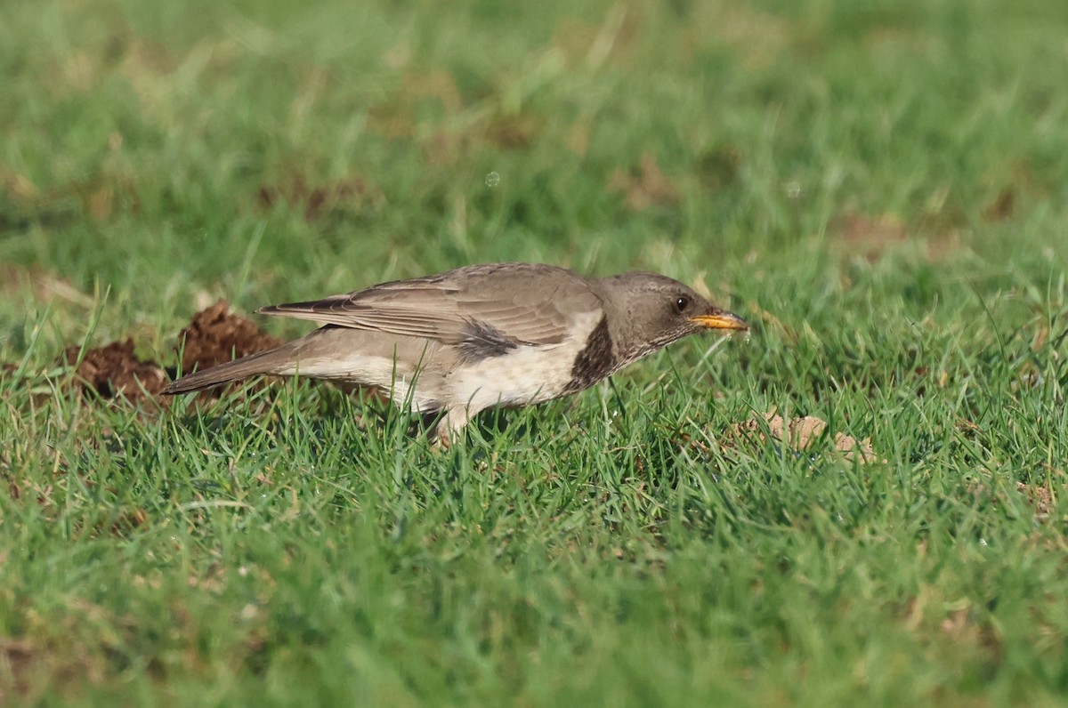 Birigarro paparbeltza - ML646748976