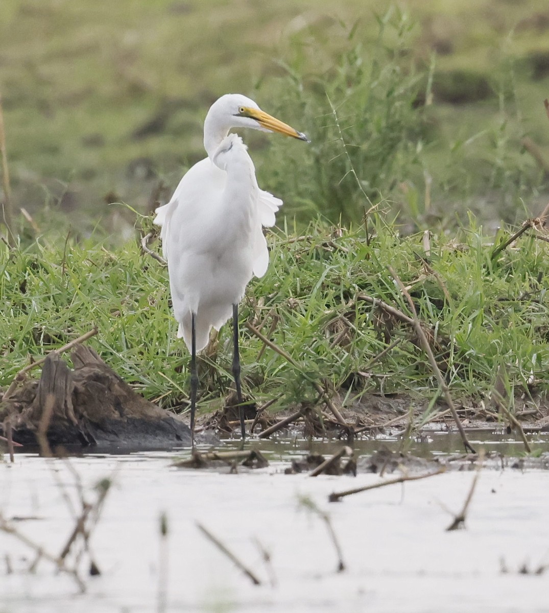 Great Egret - ML646748977