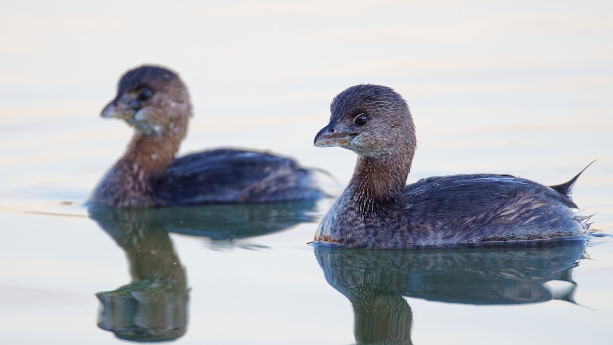 Zampullín Picogrueso - ML646748978