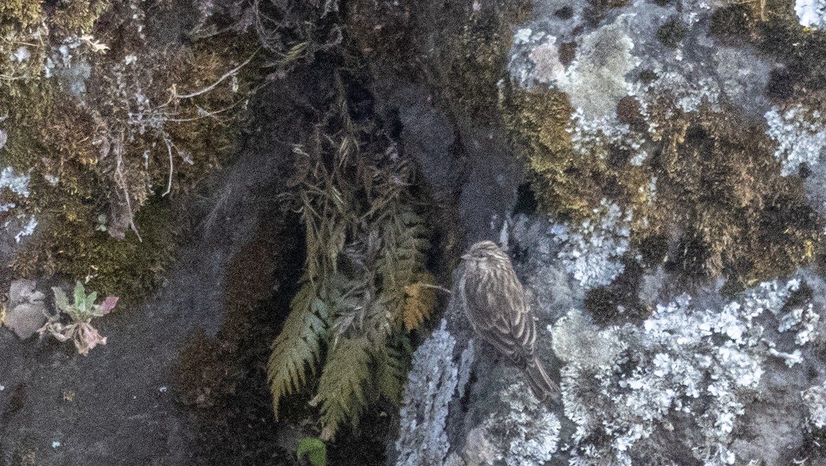 Ankober Serin - ML646748981