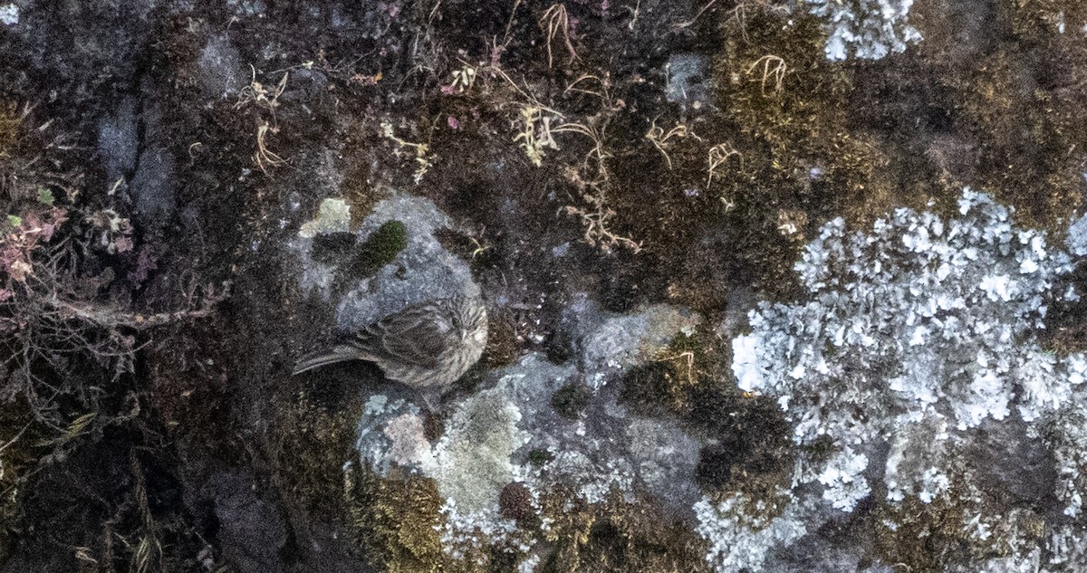 Ankober Serin - ML646748982