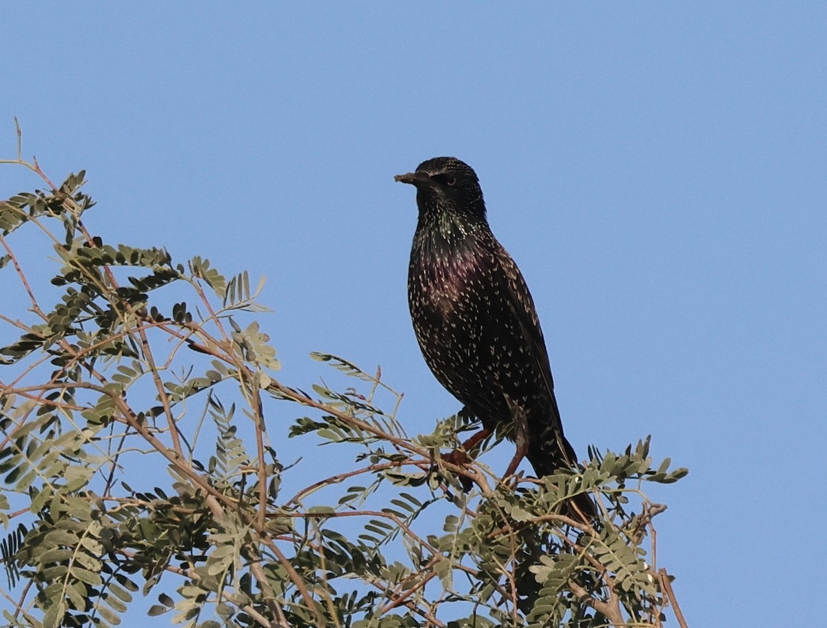 Arabazozo pikarta - ML646748983