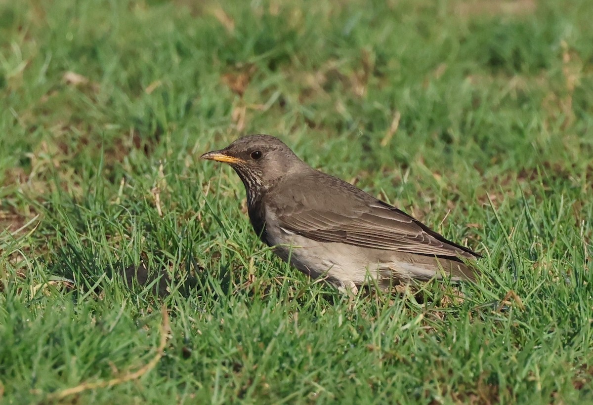 Birigarro paparbeltza - ML646748984